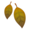 Fallen Leaf emoji on LG